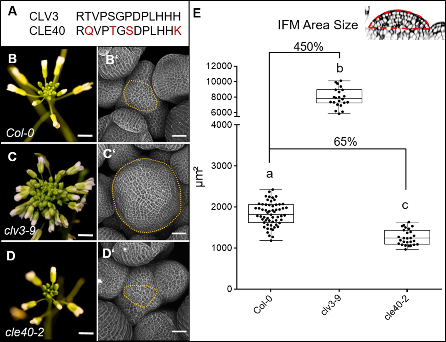 Figure A6: Trichome cluster phenotype of the Arabidopsis elch mutant.
