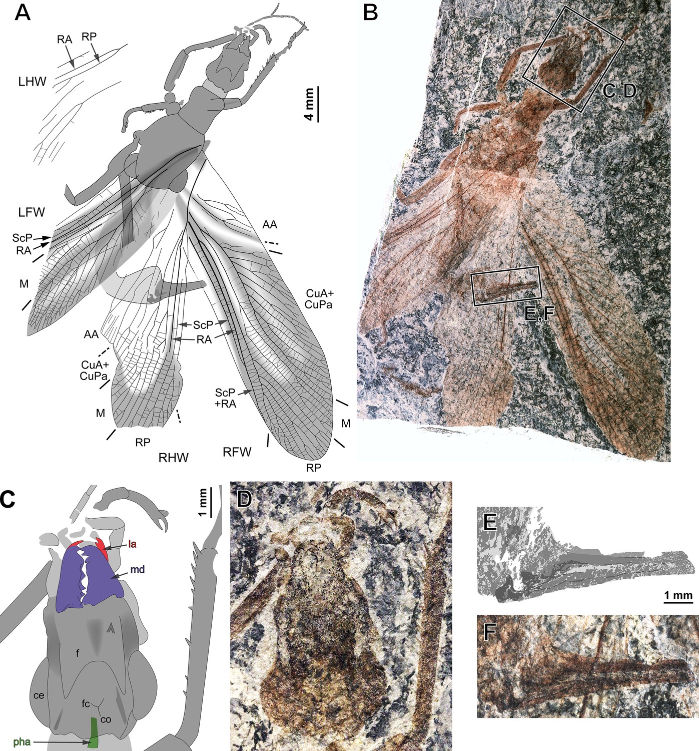 At last, a Pennsylvanian stem-stonefly (Plecoptera) discovered, BMC  Ecology and Evolution