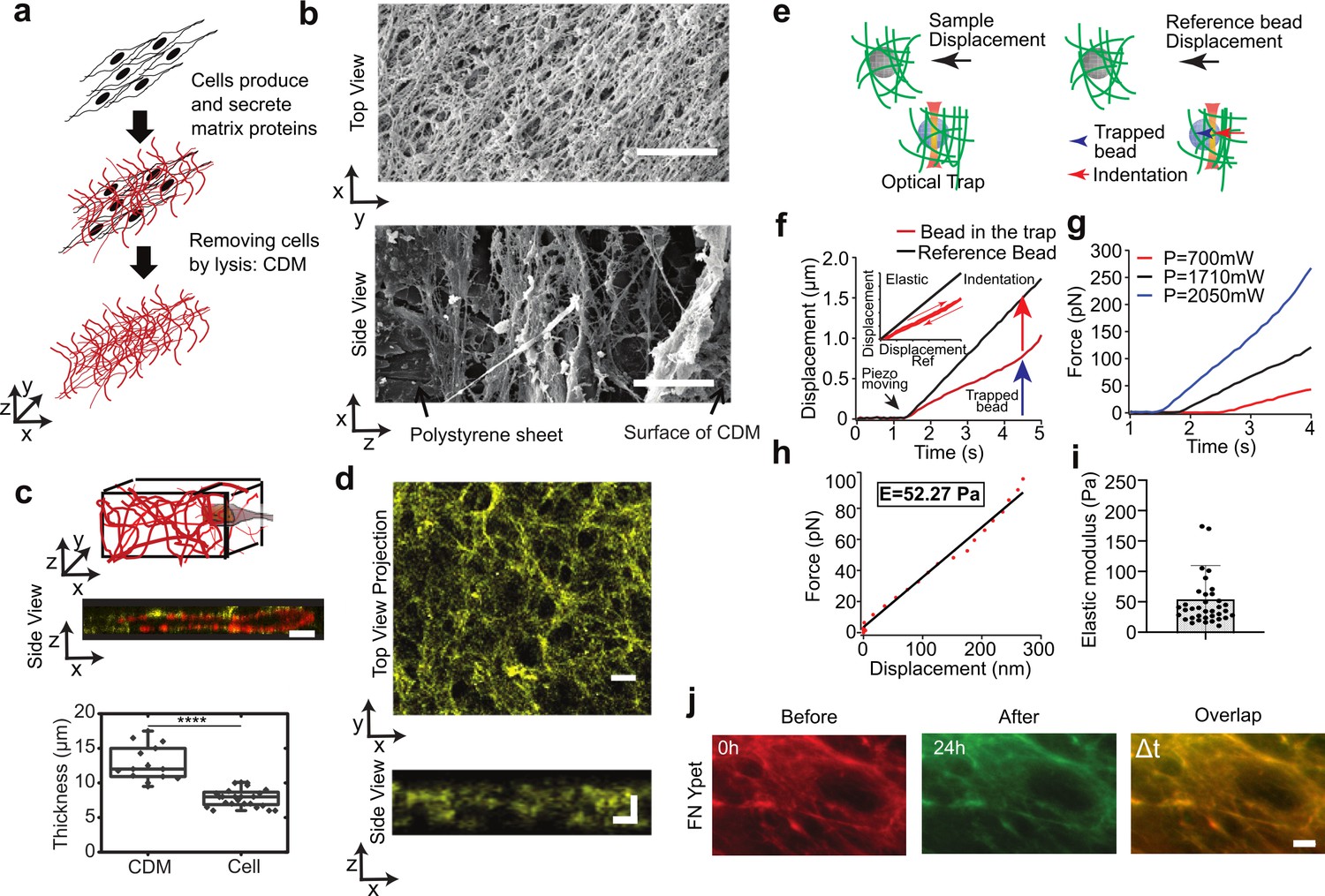 Figures and data in 3D single cell migration driven by temporal ...