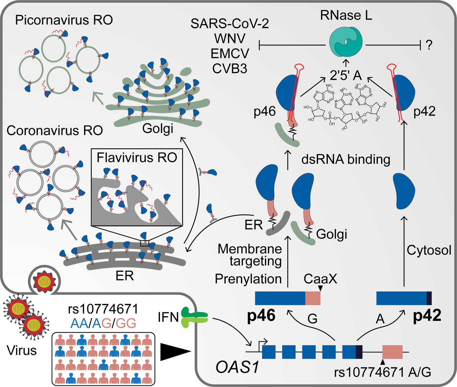 Endomembrane targeting of human OAS1 p46 augments antiviral activity ...