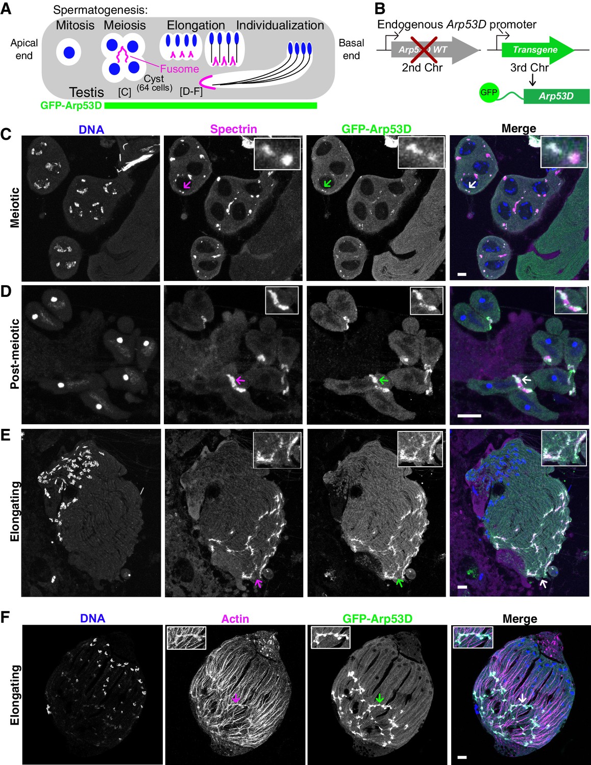 An actin-related protein that is most highly expressed in