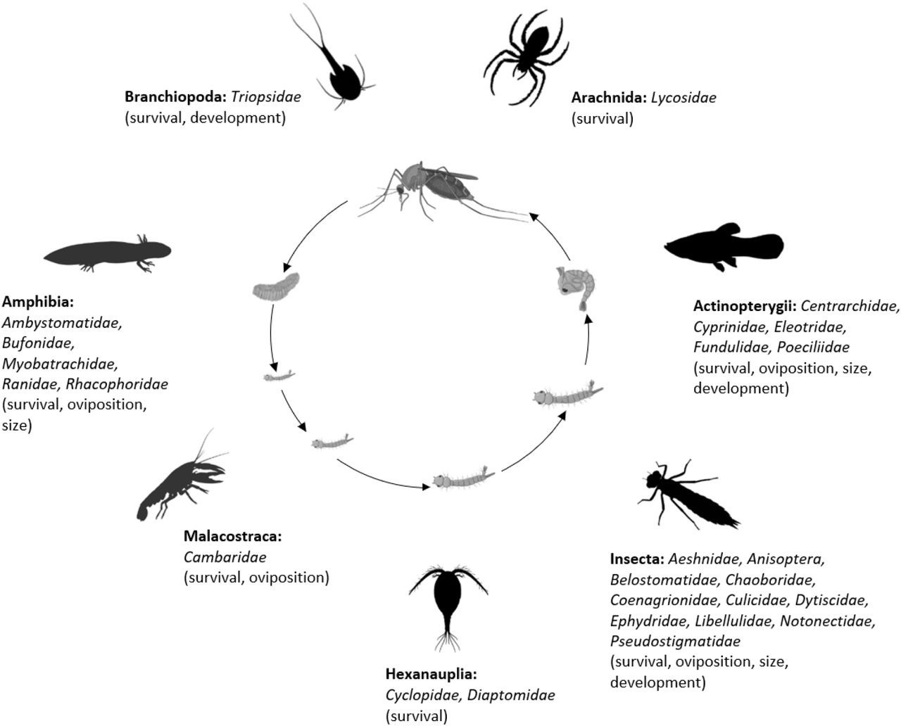 Both Consumptive And Non-consumptive Effects Of Predators Impact ...