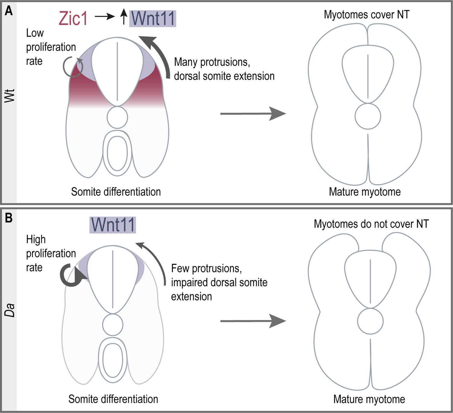 Wnt11 acts on dermomyotome cells to guide epaxial myotome Wnt11 acts on dermomyotome cells to guide epaxial myotome