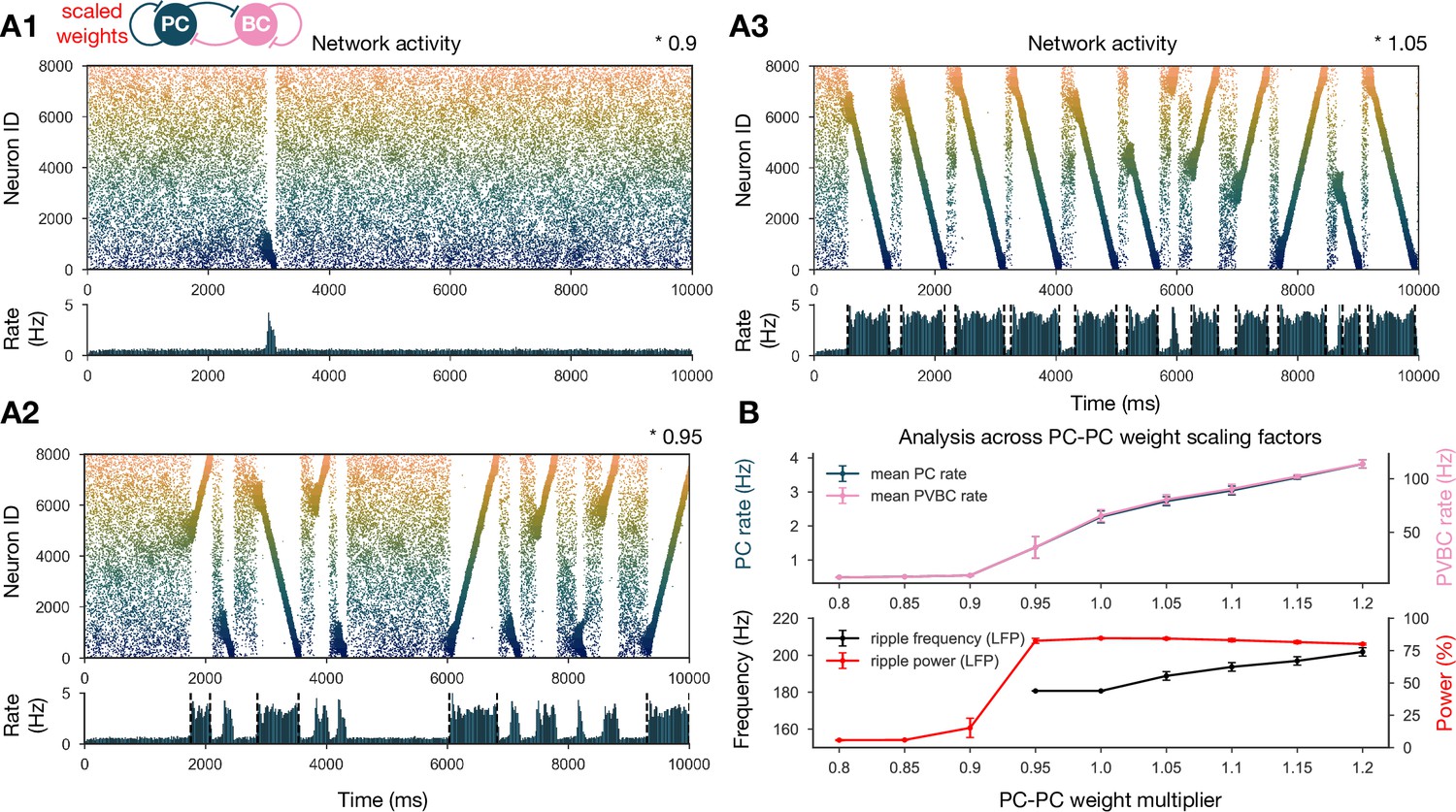 Hippocampal sharp wave-ripples and the associated sequence replay ...