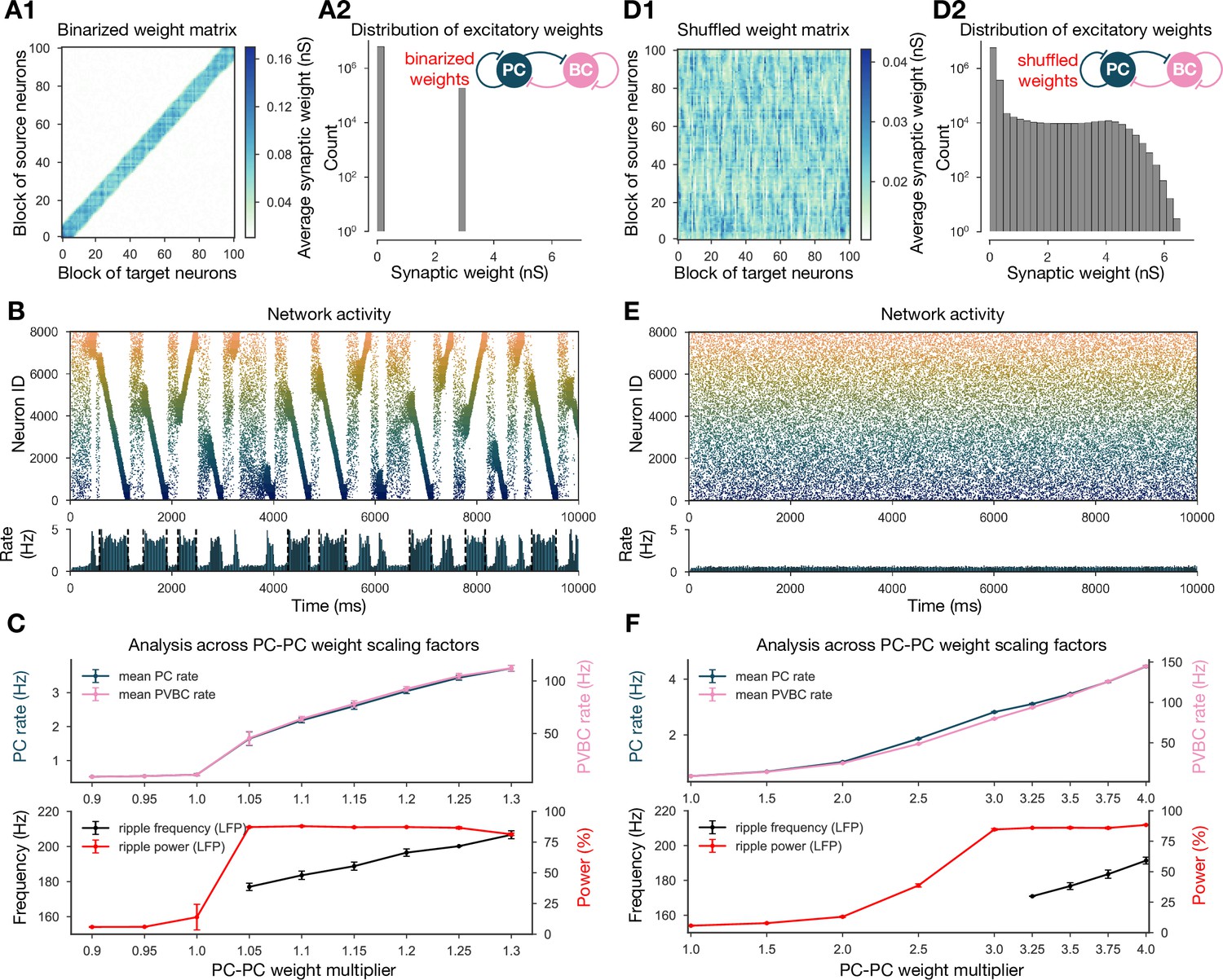 Hippocampal sharp wave-ripples and the associated sequence