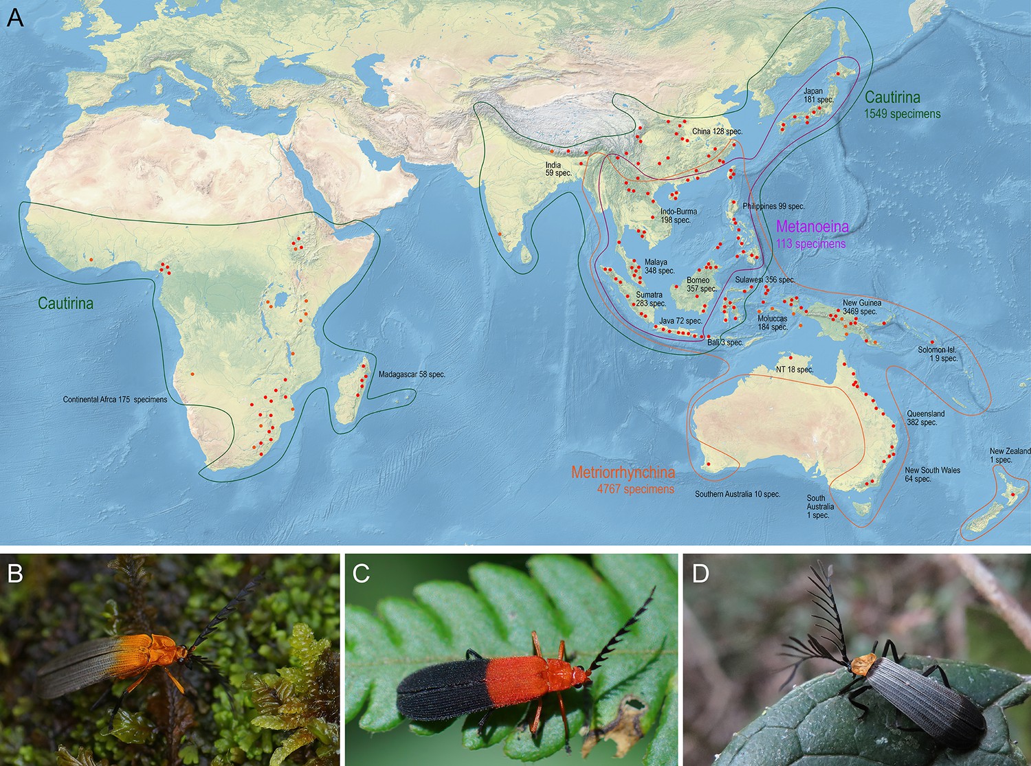 Phylogenomic and mitogenomic data can accelerate inventorying of tropical  beetles during the current biodiversity crisis
