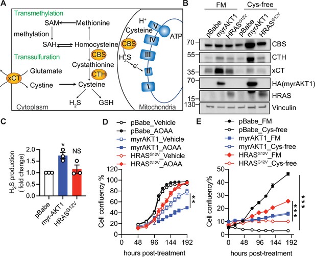 Cystathionine-β-synthase Is Essential For AKT-induced Senescence And ...