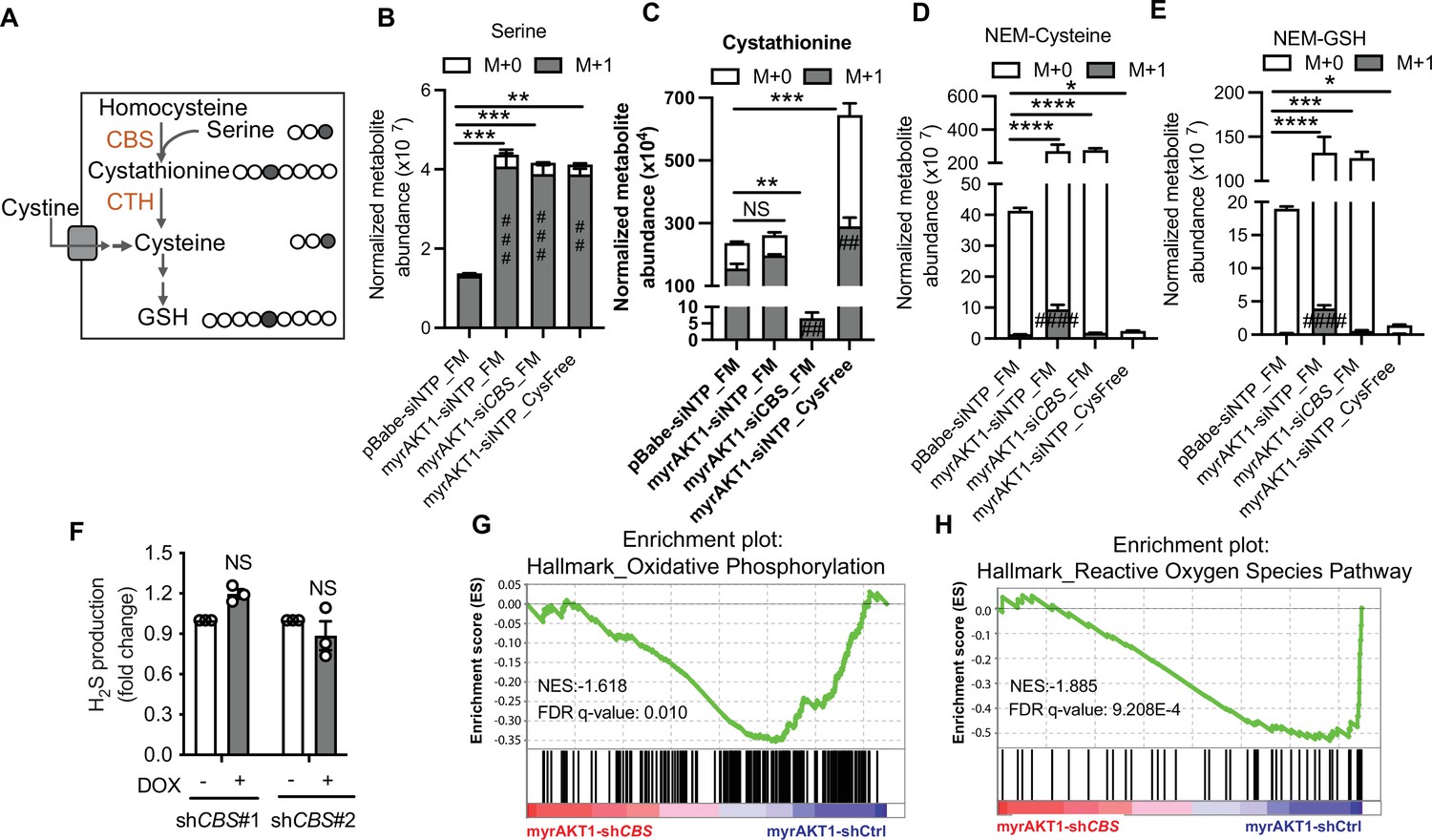Cystathionine-β-synthase is essential for AKT-induced