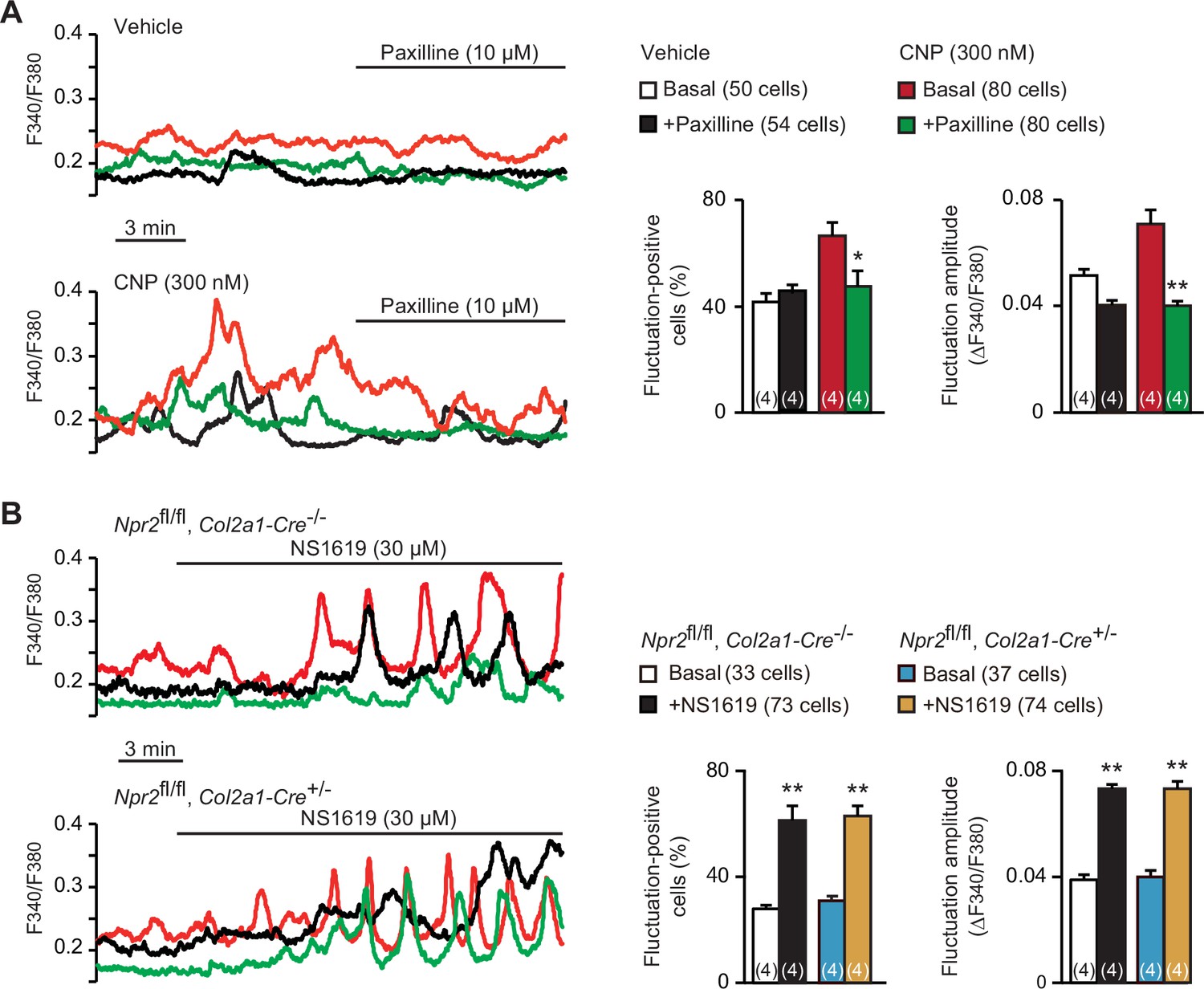 C Type Natriuretic Peptide Facilitates Autonomic Ca2 Entry In Growth