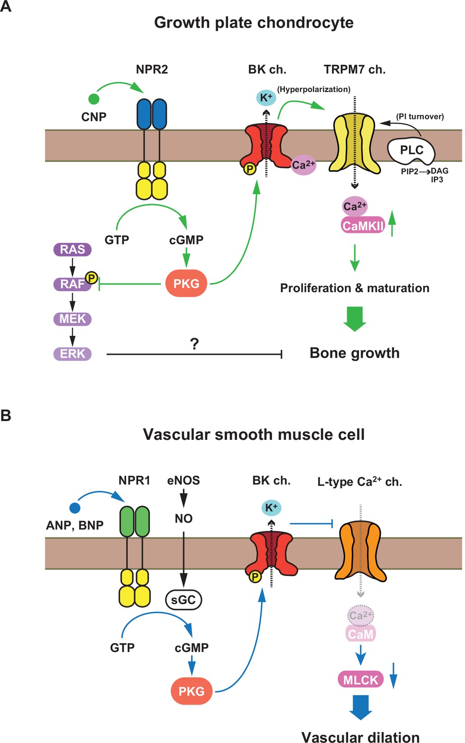 Figures And Data In C-type Natriuretic Peptide Facilitates Autonomic ...