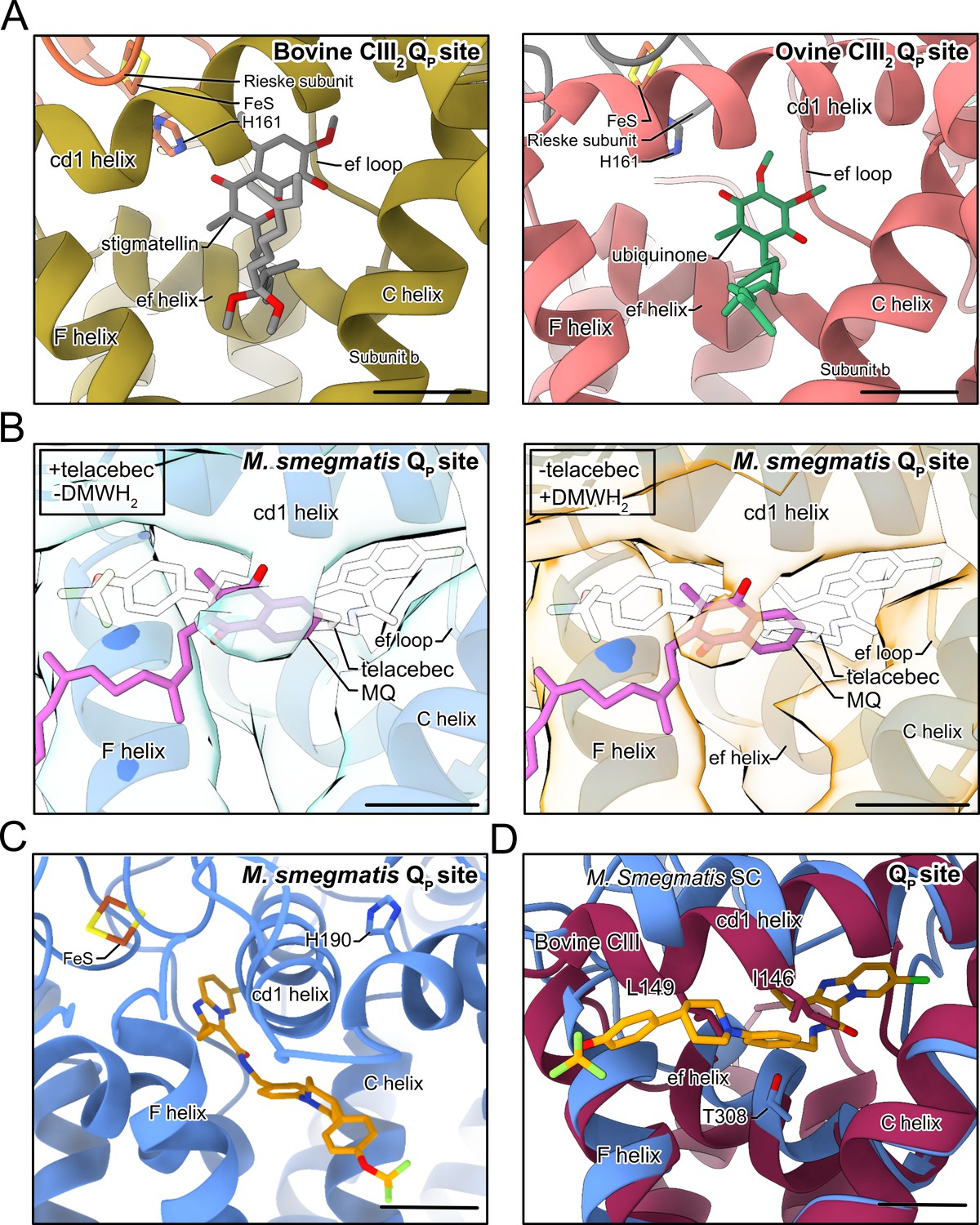 Figures And Data In Structure Of Mycobacterial CIII2CIV2 Respiratory ...