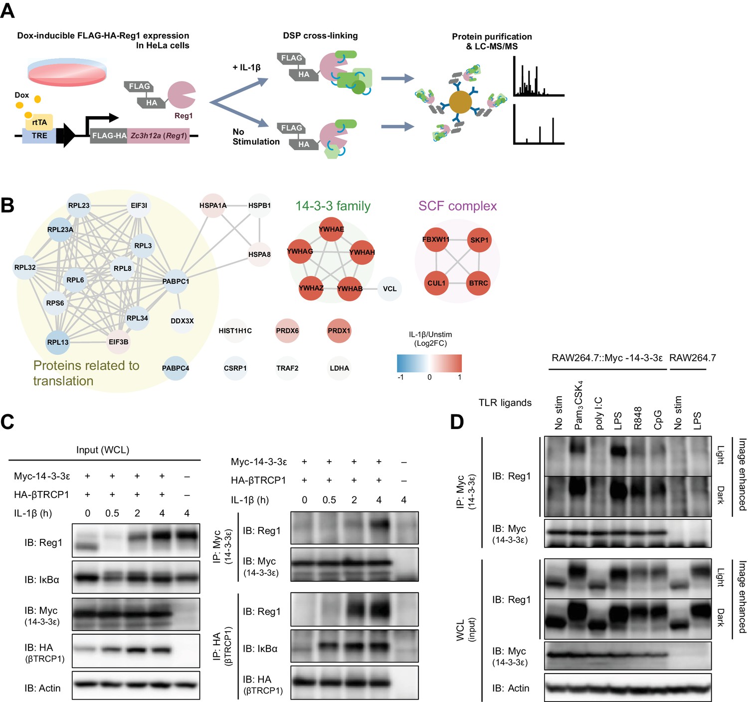 irak1-dependent-regnase-1-14-3-3-complex-formation-controls-regnase-1