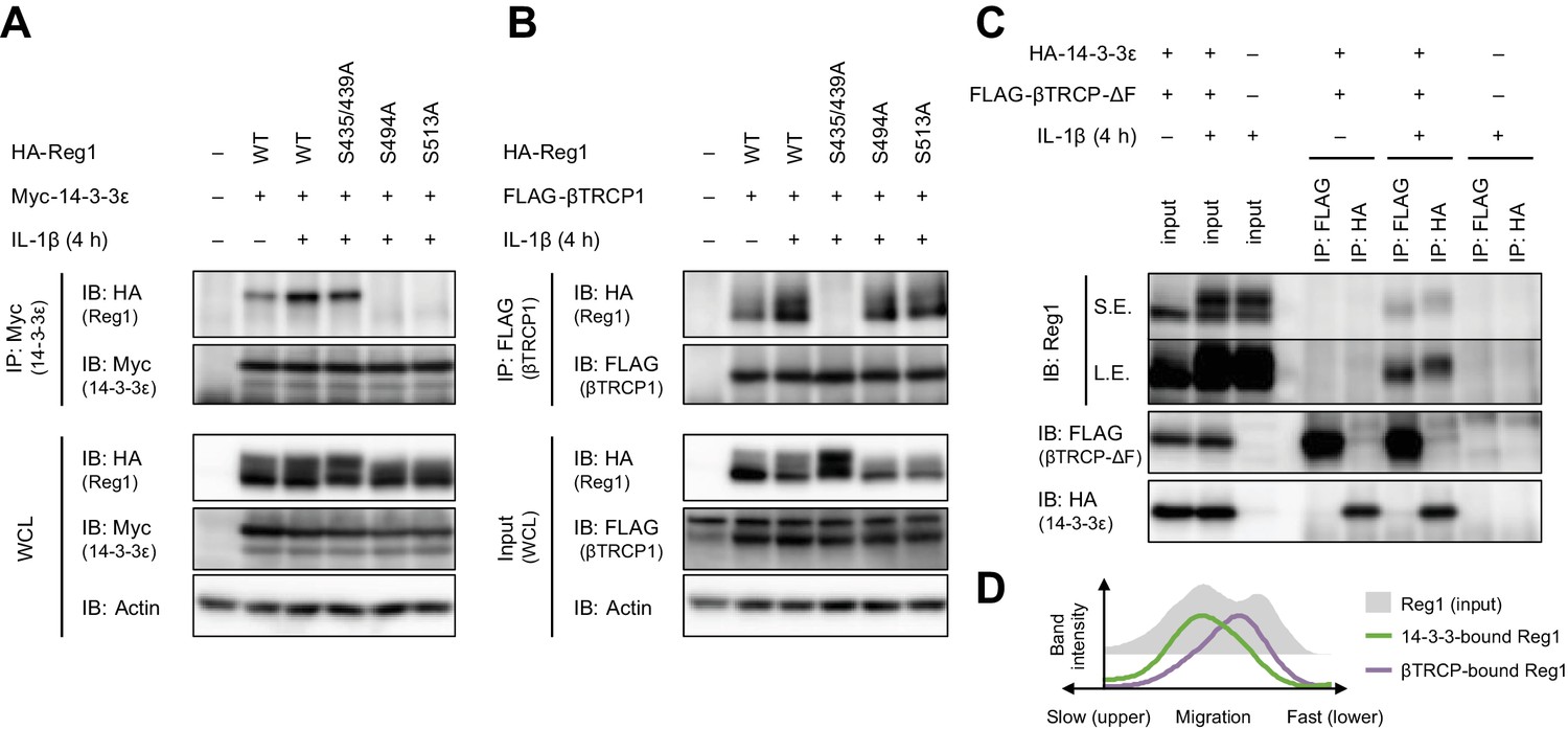 IRAK1-dependent Regnase-1-14-3-3 complex formation controls IRAK1-dependent Regnase-1-14-3-3 complex formation controls