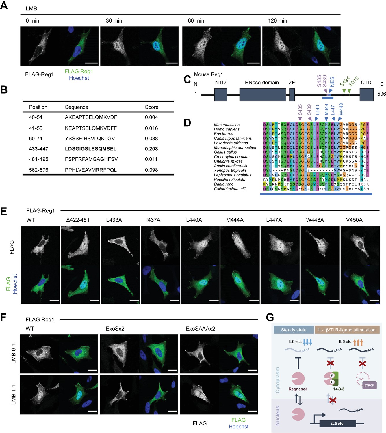 IRAK1-dependent Regnase-1-14-3-3 complex formation controls IRAK1-dependent Regnase-1-14-3-3 complex formation controls