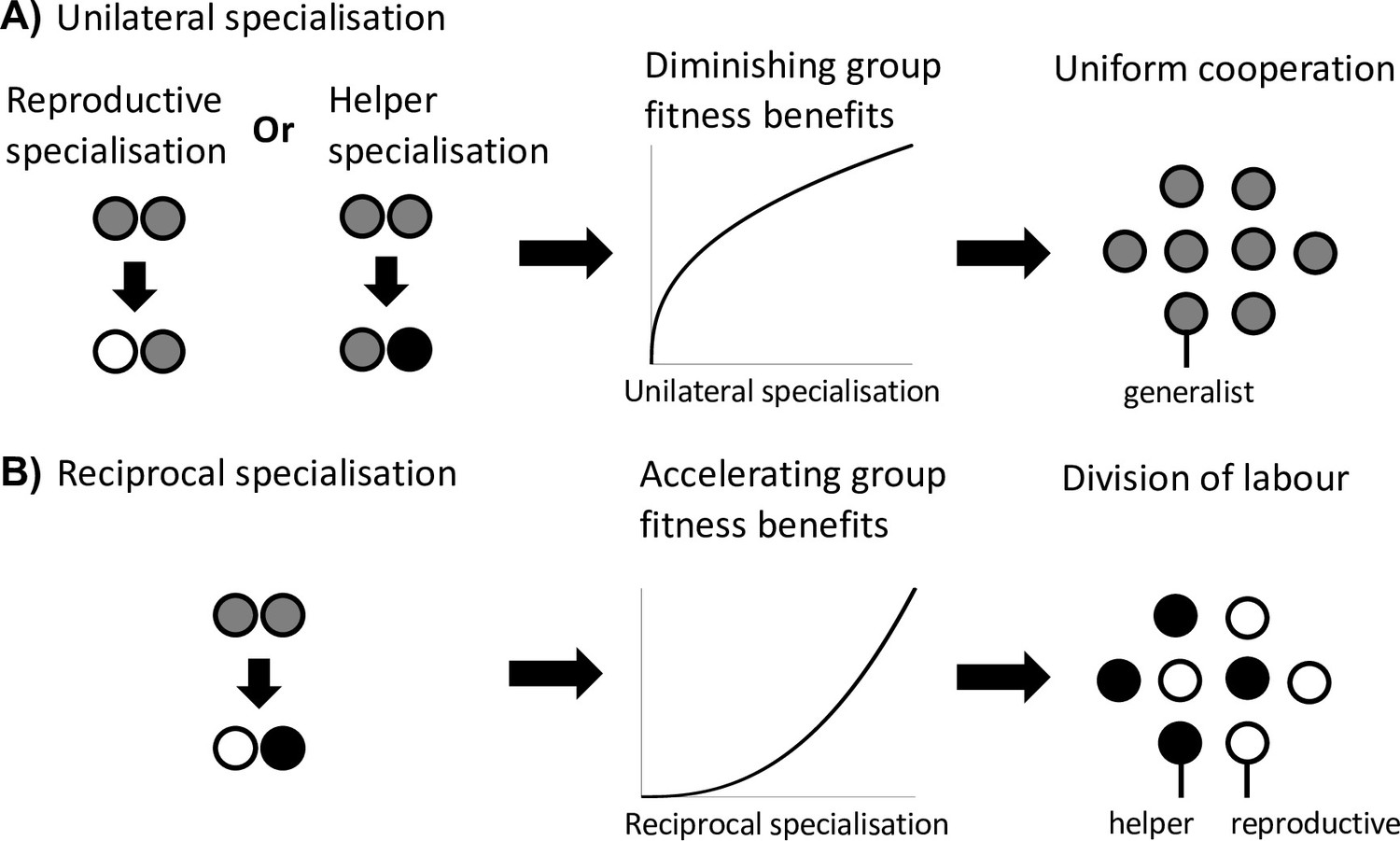 The evolution of division of labour in structured and unstructured ...