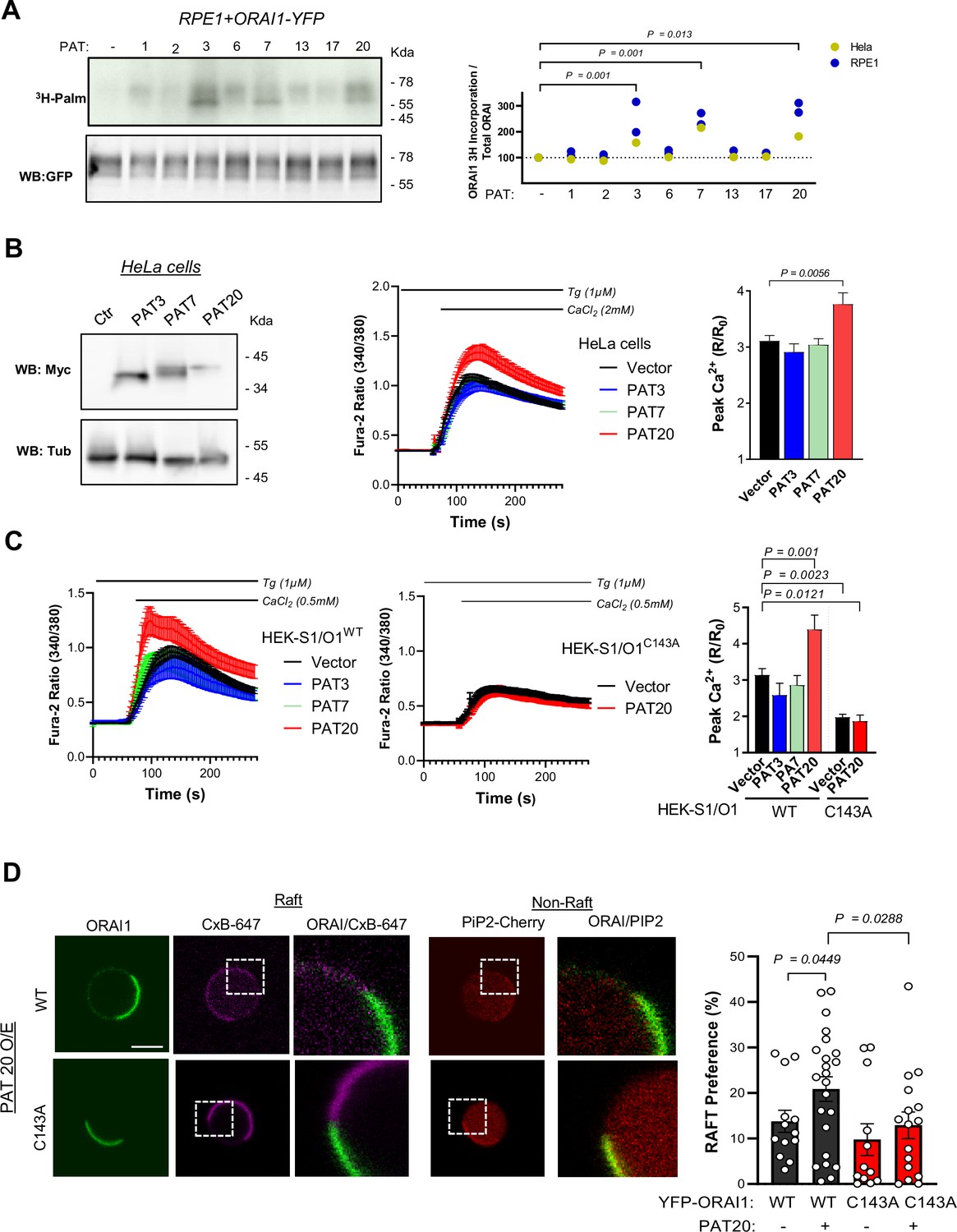 S-acylation By ZDHHC20 Targets ORAI1 Channels To Lipid Rafts For ...