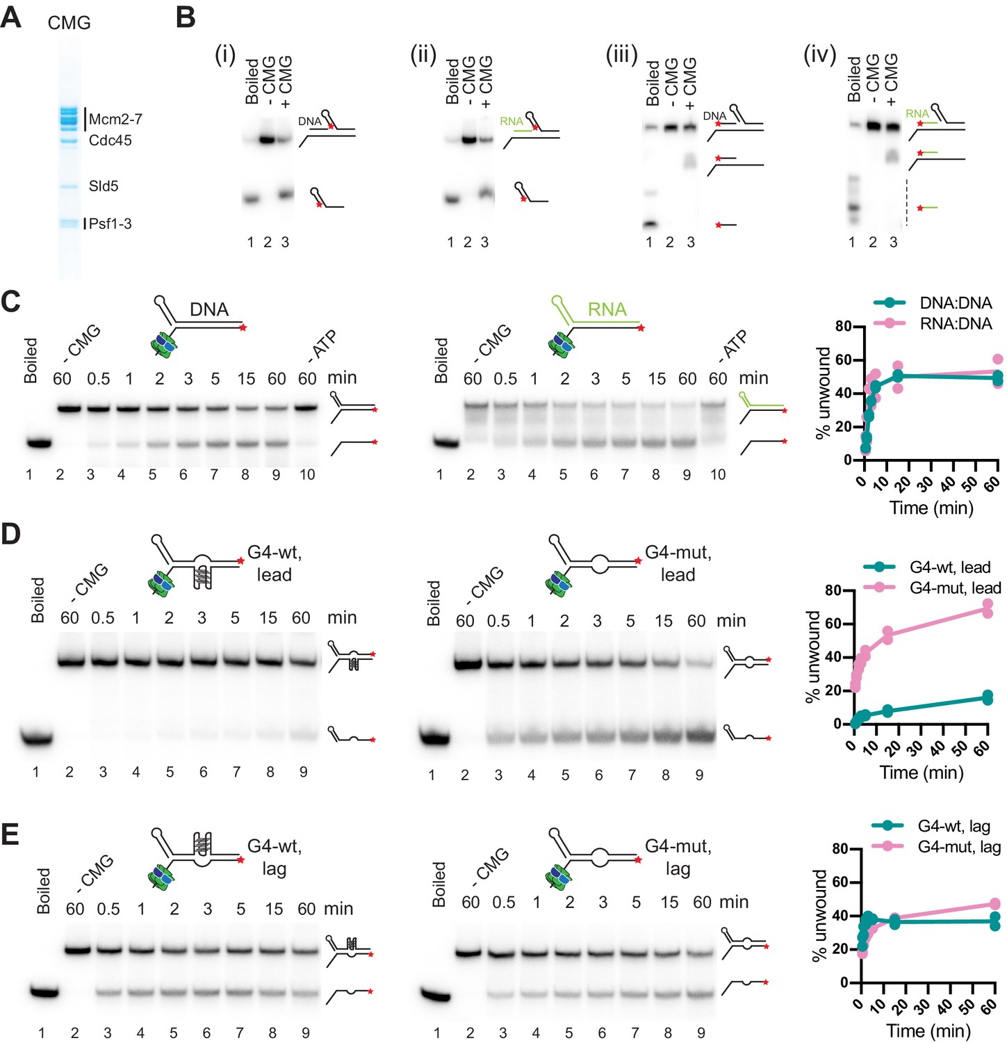 The Interplay Of Rna Dna Hybrid Structure And G Quadruplexes Determines