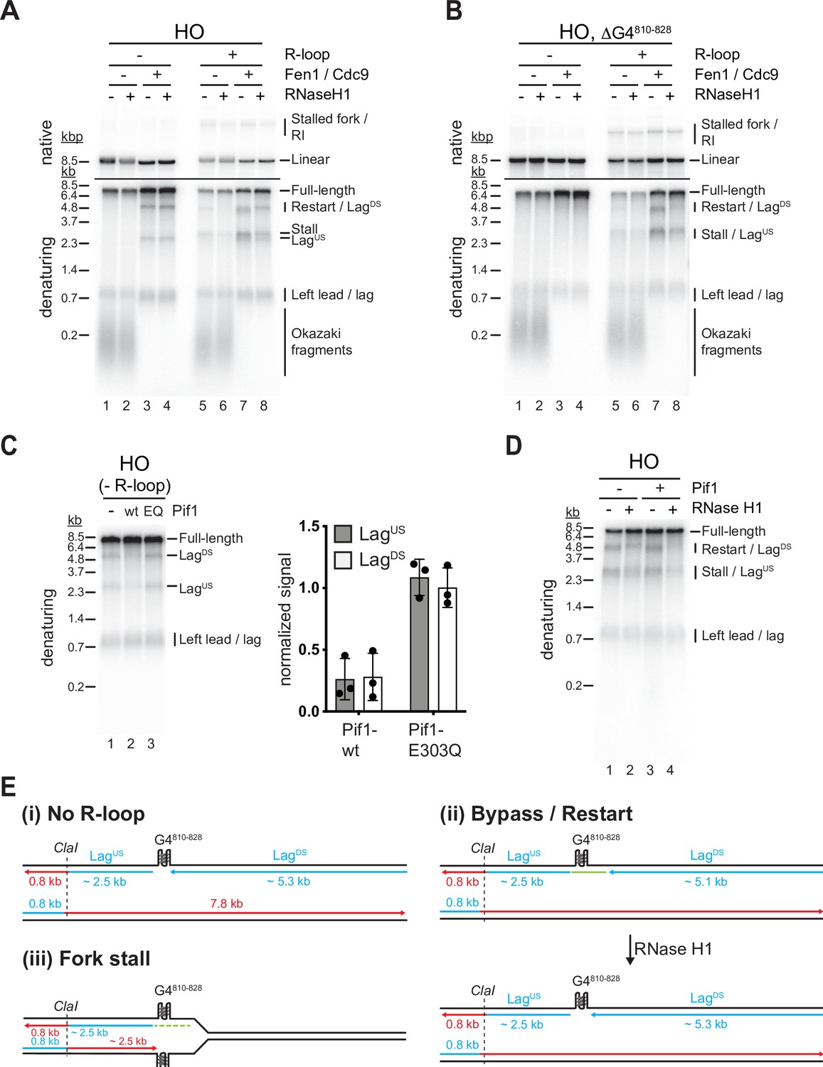 The Interplay Of Rna Dna Hybrid Structure And G Quadruplexes Determines