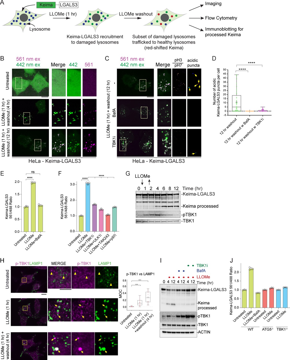 Quantitative proteomics reveals the selectivity of ubiquitin-binding ...