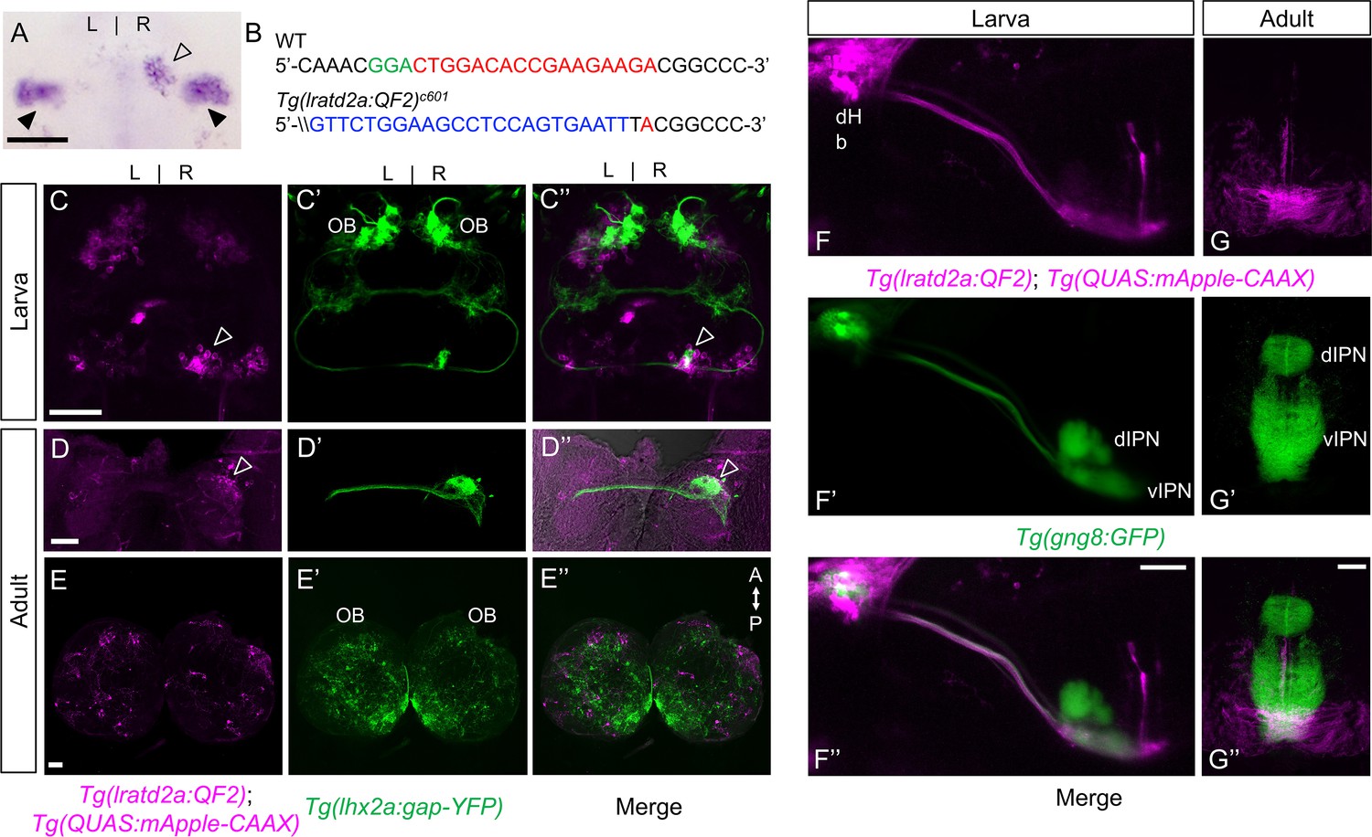 Figures and data in Specialized neurons in the right habenula 