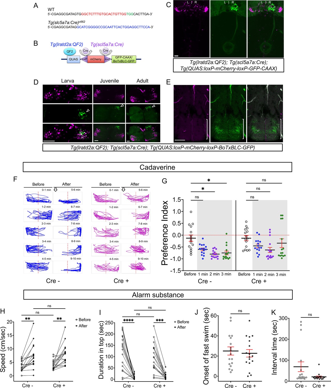 Figures and data in Specialized neurons in the right habenula 