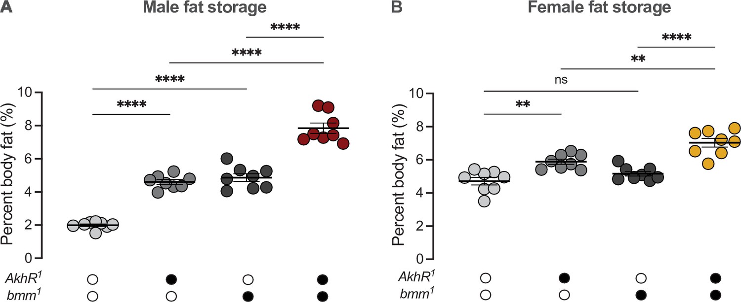 Brazzers 18 Yr Girel Xxx - Sex determination gene transformer regulates the male-female difference in  Drosophila fat storage via the adipokinetic hormone pathway | eLife