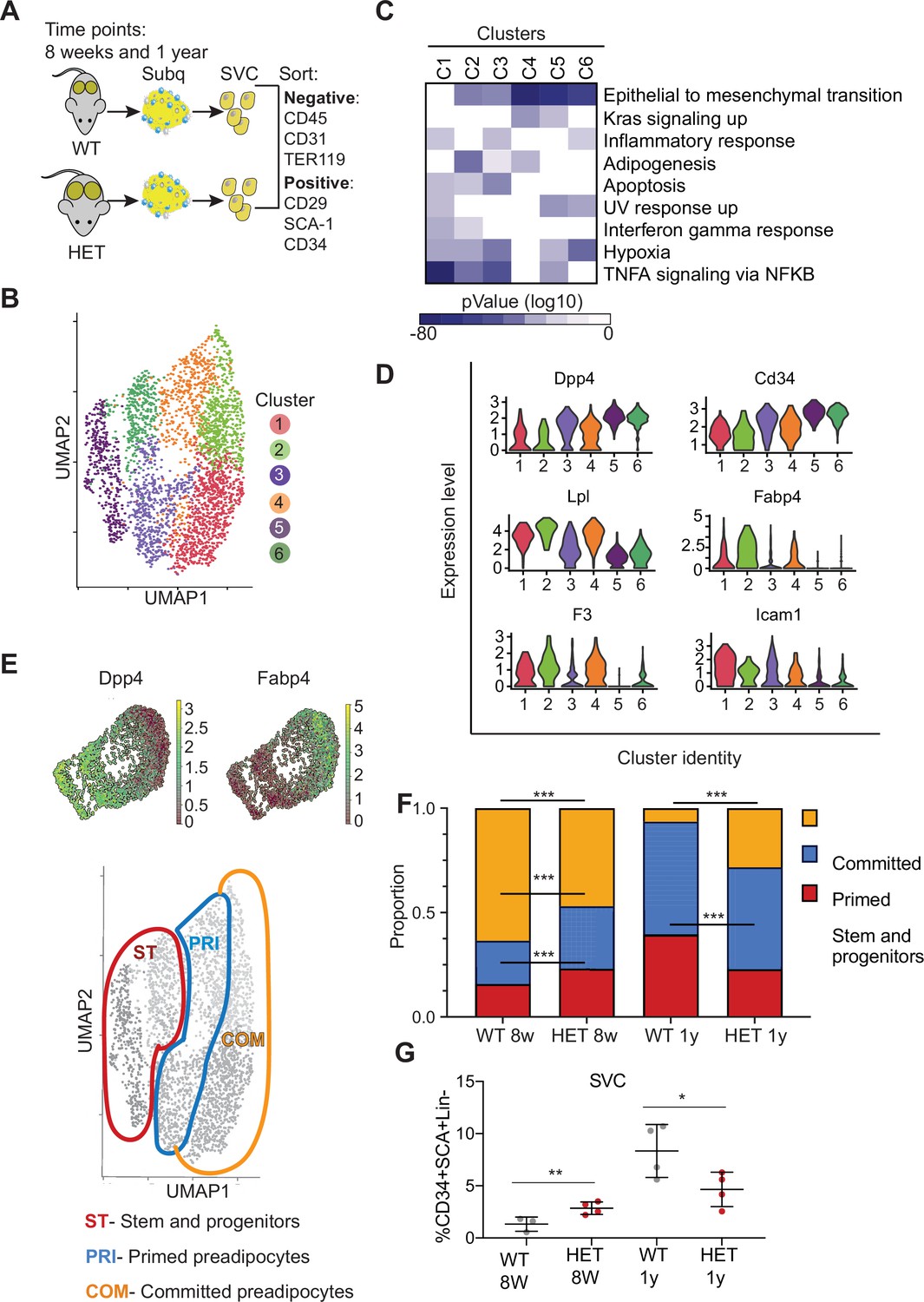 Constitutive loss of DNMT3A causes morbid obesity through misregulation ...