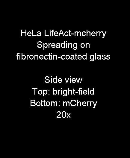 posterframe for video