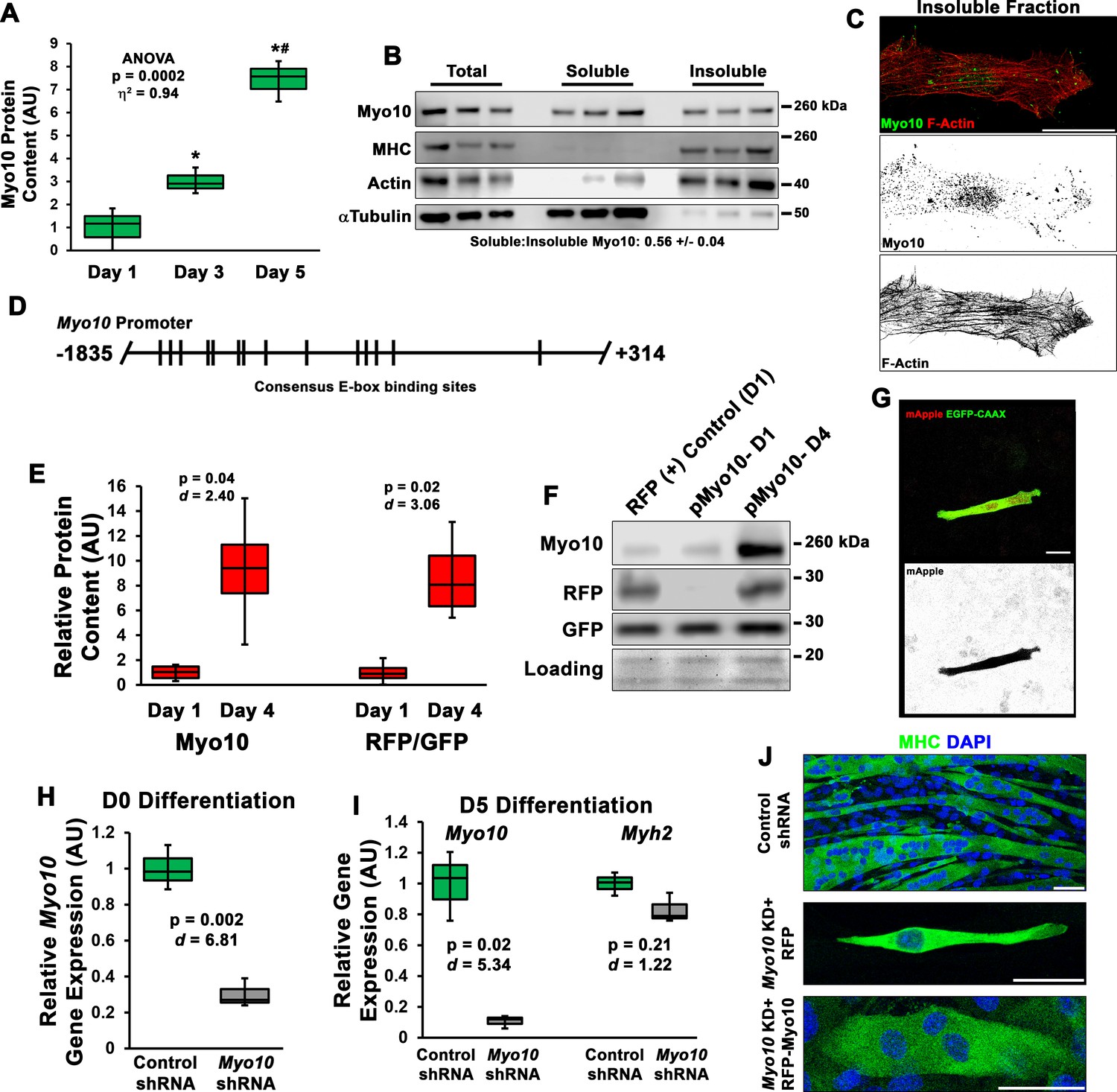 Figures and data in Filopodia powered by class x myosin promote fusion ...