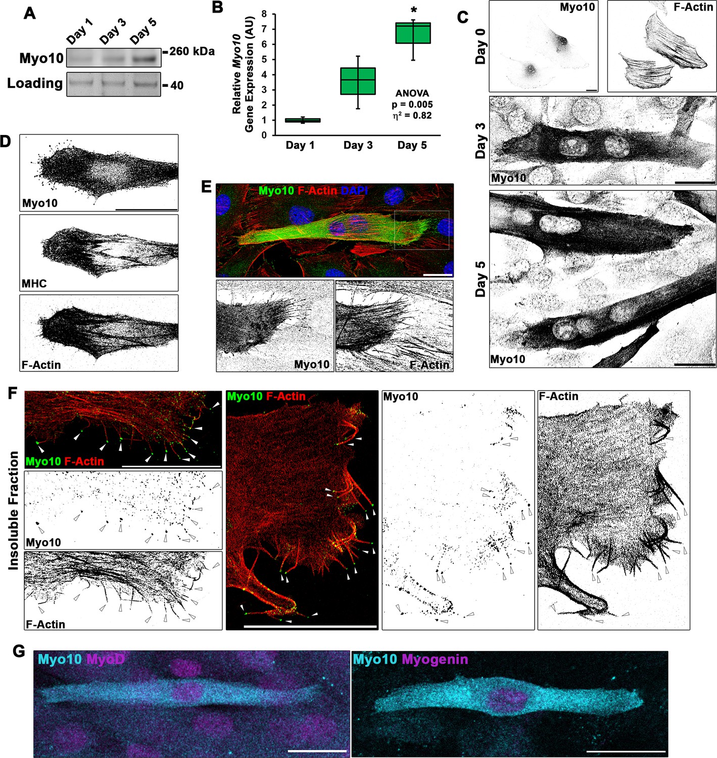 Filopodia powered by class x myosin promote fusion of mammalian ...