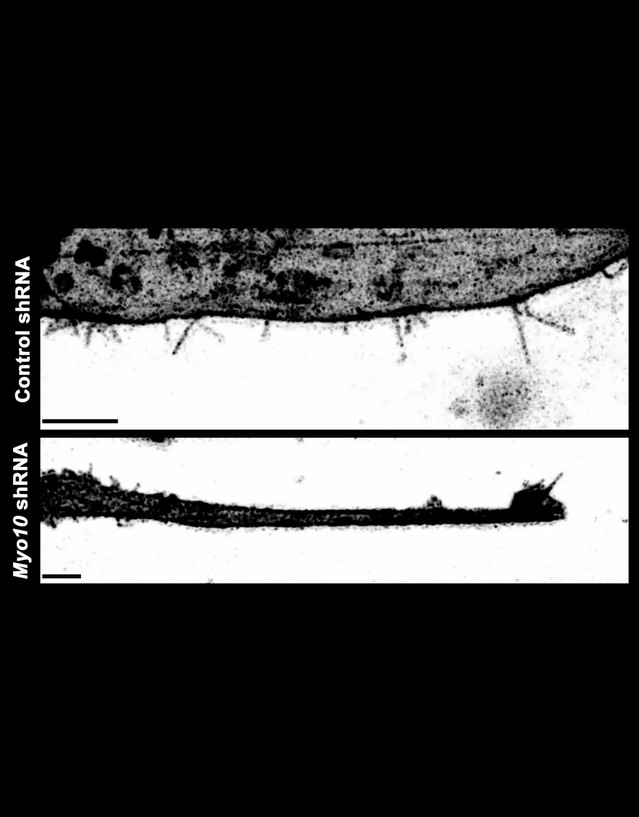 Filopodia powered by class x myosin promote fusion of mammalian ...