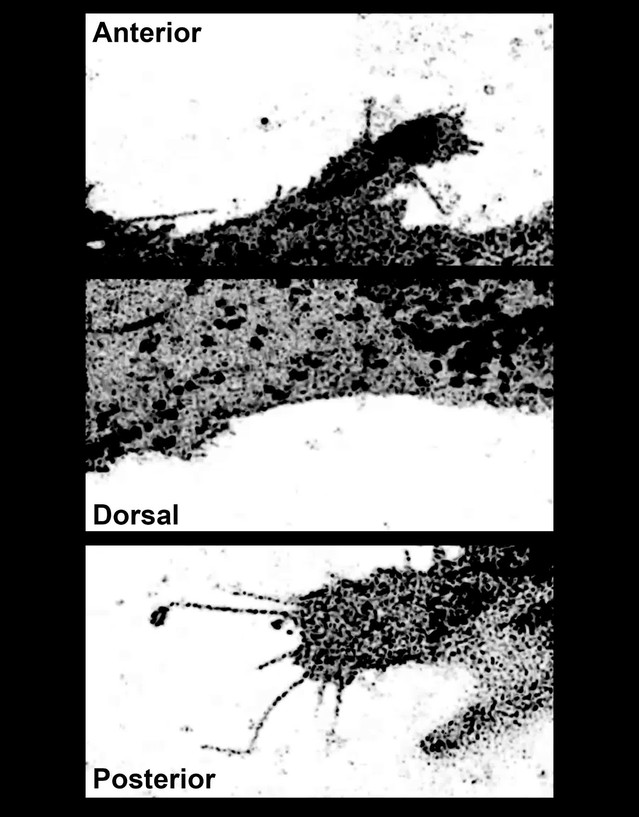 Filopodia powered by class x myosin promote fusion of mammalian ...