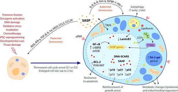 The Right Time For Senescence ELife