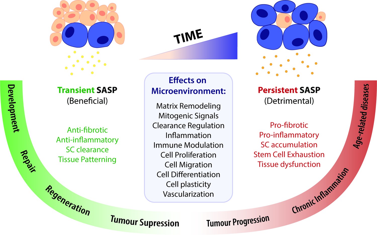 The right time for senescence | eLife