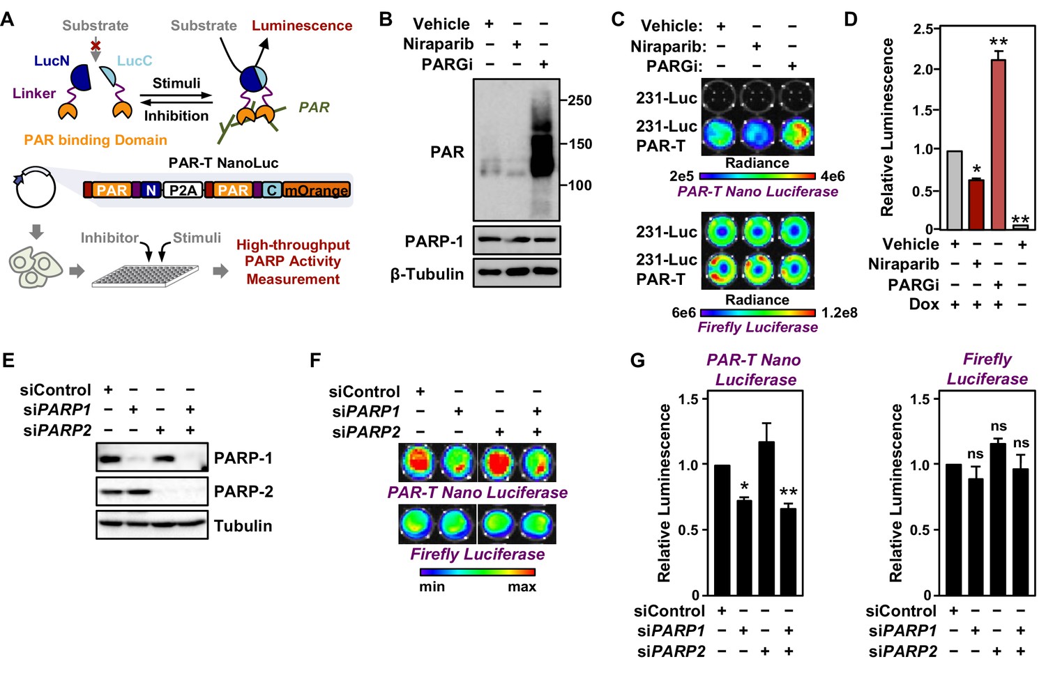 Medicinal Chemistry Perspective on Targeting Mono-ADP-Ribosylating PARPs  with Small Molecules