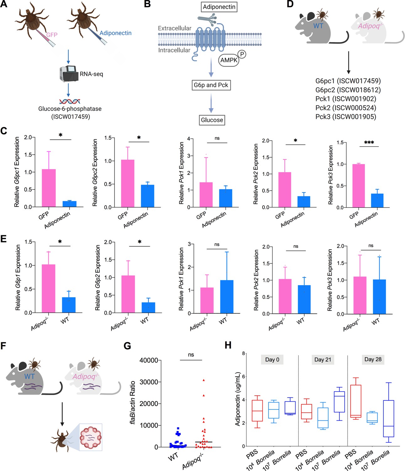 The Lyme Disease Agent Co Opts Adiponectin Receptor Mediated Signaling In Its Arthropod Vector