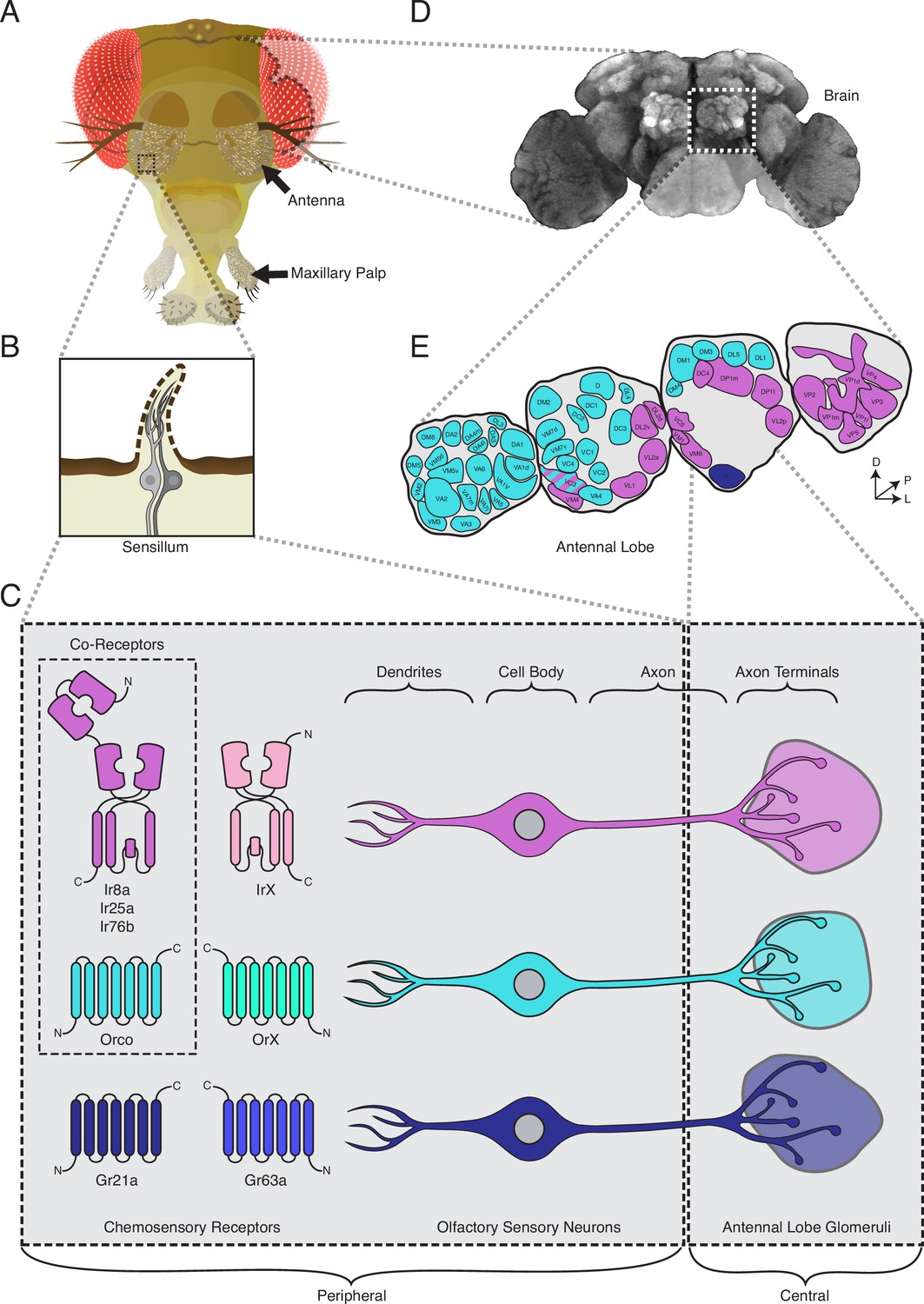 Chemoreceptor Co Expression In Drosophila Melanogaster Olfactory Neurons Elife 1472