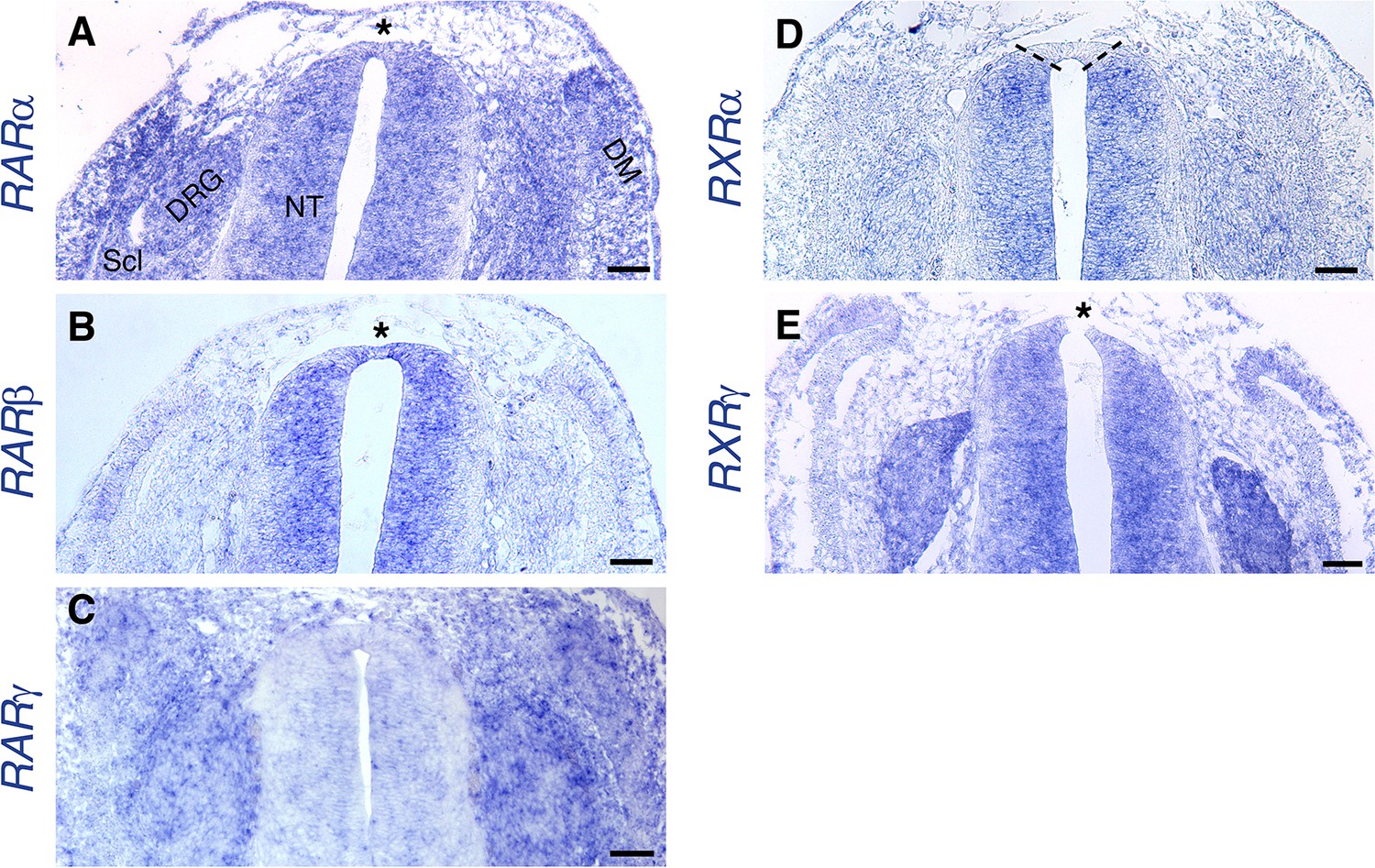 Figures and data in Completion of neural crest cell production and