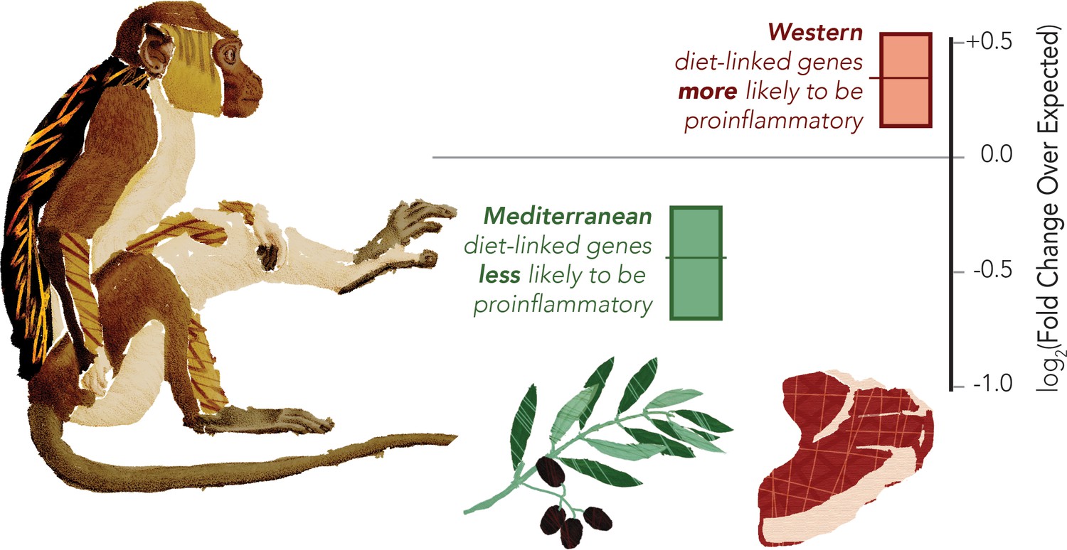 Inflammation: Western Diet Shifts Immune Cell Balance | ELife