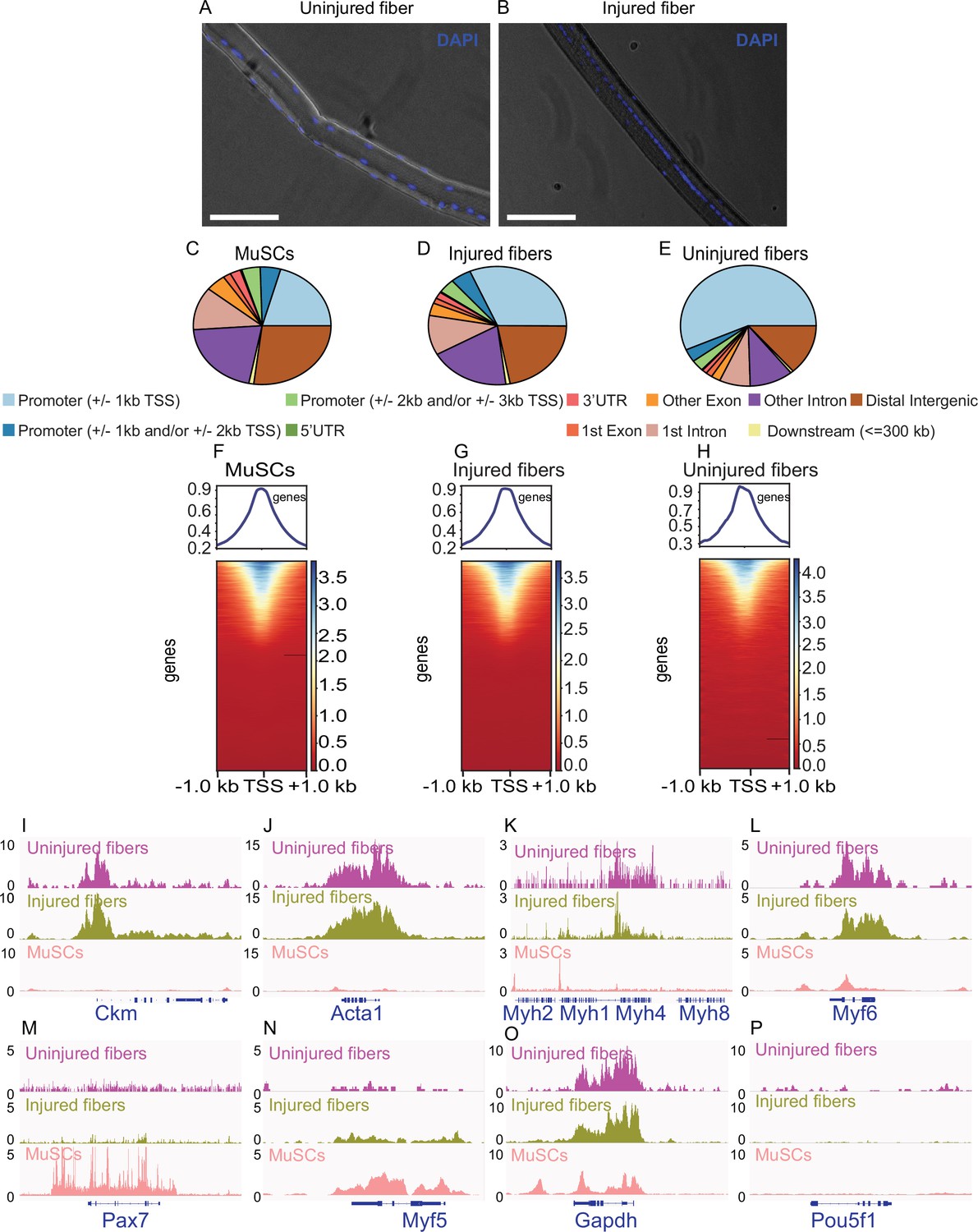 Figures And Data In Application Of ATAC Seq For Genome Wide Analysis Of