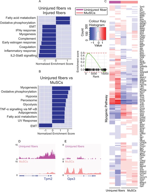 Application of ATAC-Seq for genome-wide analysis of the chromatin state ...