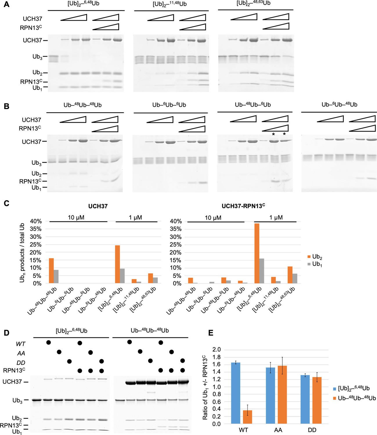 Branched ubiquitin chain binding and deubiquitination by UCH37 ...