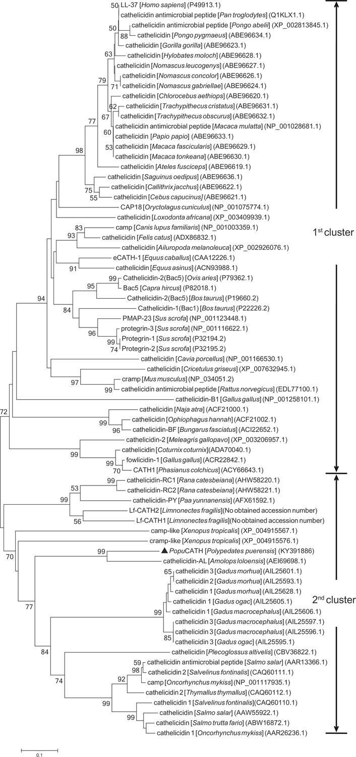 Figures and data in A non-bactericidal cathelicidin provides ...