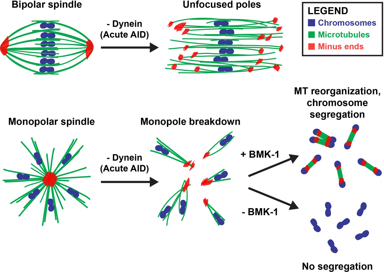 Multiple motors cooperate to establish and maintain acentrosomal ... Biology Diagrams