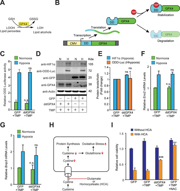 HIF1α stabilization in hypoxia is not oxidant-initiated | eLife