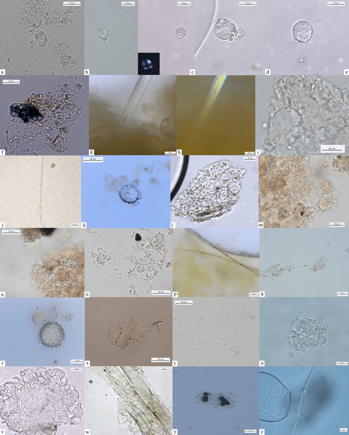 Figures and data in Wild cereal grain consumption among Early Holocene ...