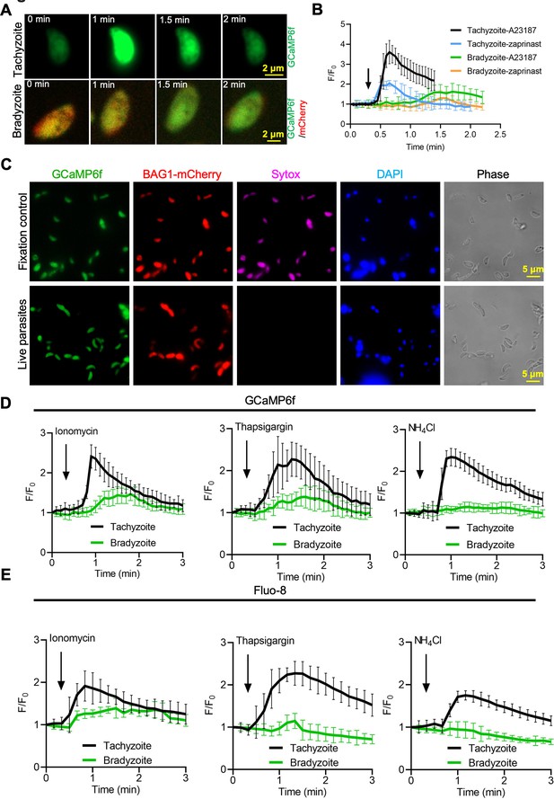 Toxoplasma bradyzoites exhibit physiological plasticity of calcium and ...