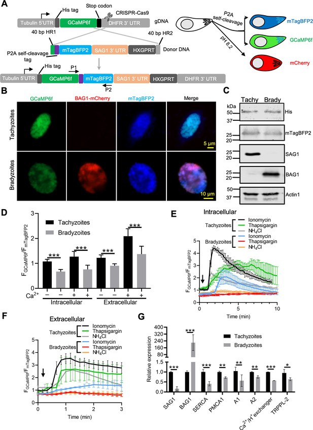 Toxoplasma bradyzoites exhibit physiological plasticity of calcium and ...