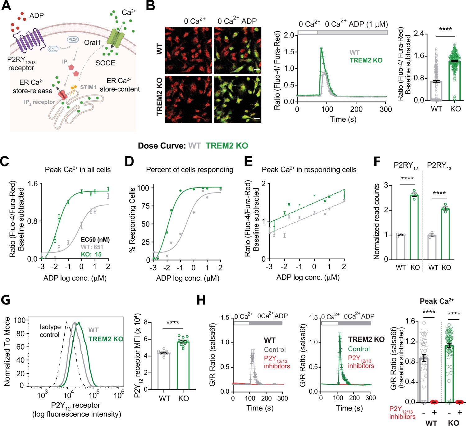 TREM2 regulates purinergic receptor-mediated calcium signaling and ...