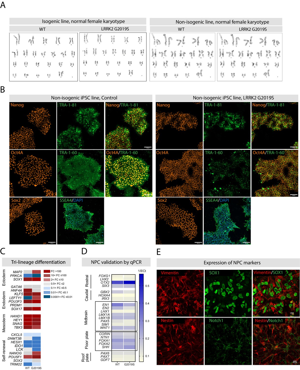 Figures And Data In The Lrrk2 G2019s Mutation Alters Astrocyte To Neuron Communication Via 9987